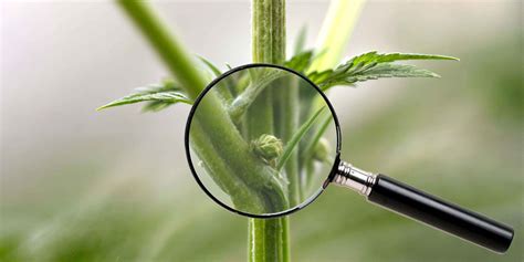 hermaphrodite cannabis plant identification pictures